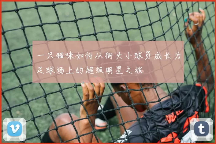 一只猫咪如何从街头小球员成长为足球场上的超级明星之旅